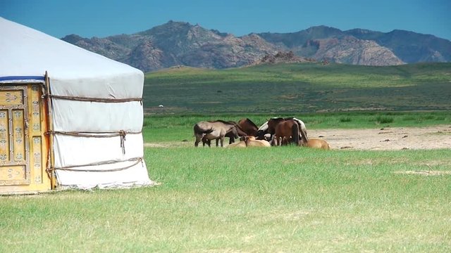 Herd of horses near the yurt in the mountains of Mongolia