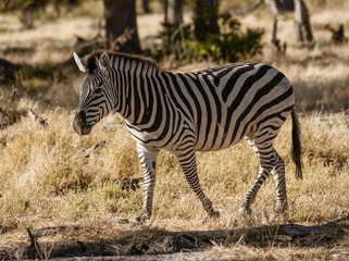 A single zebra walks across the short grass
