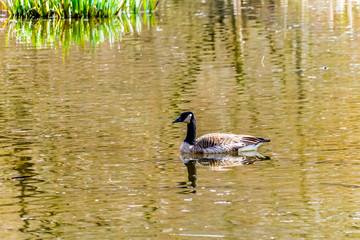 Canada Goose floating on the lake of the Great Blue Heron Reserve near Chilliwack, British Columbia, Canada