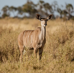 A lone female kudu looks at the photographer