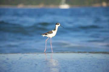 Bird Stilt looking for food on Campeche beach Florianópolis