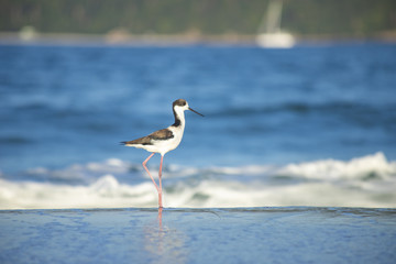 Fototapeta na wymiar Bird Stilt looking for food on Campeche beach Florianópolis
