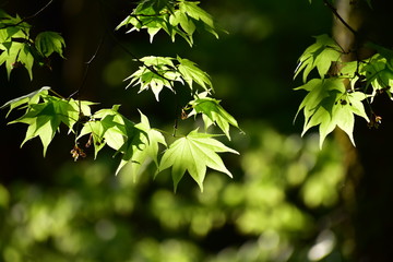 光る新緑のもみじ