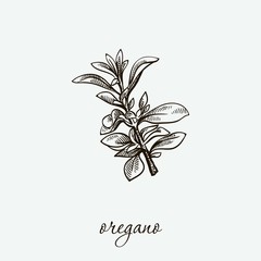oregano. natural herbs. sketch on grey