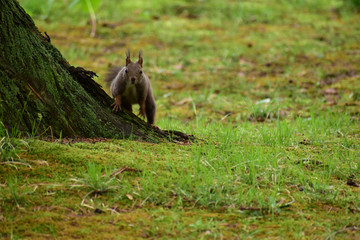 こちらを見る春の母リス