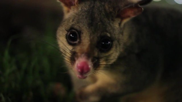 Australian Brushtail Possum Eating Grass