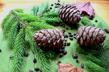 Cedar cones, nuts and pine branches on a green background