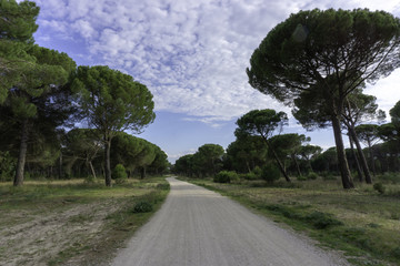 Camino en el pinar