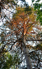 Illuminated by the evening sun the pine lifts its branches into the sky