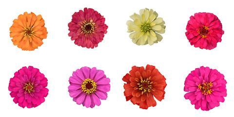 colorful Zinnia violacea flowers multi color in pink orange yellow top view flat lay spring summer nature isolated on white background with work clipping path