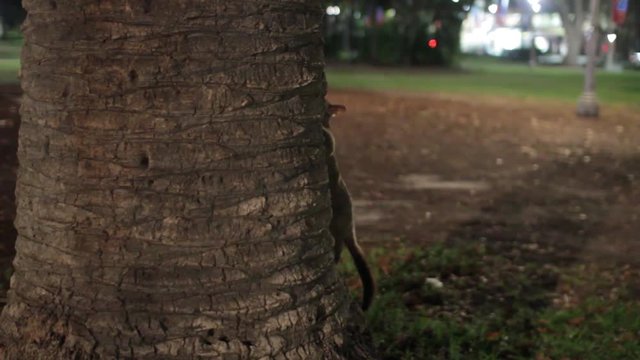 Australian Brushtail Possum on Palm tree