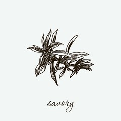 savory. natural herbs. sketch on grey