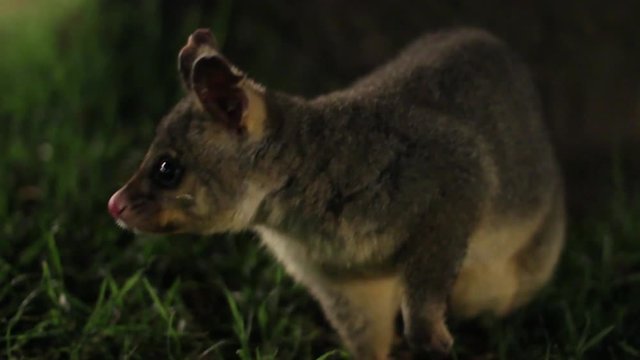 Australian Brushtail Possum Sniffing And Looking For Food