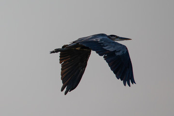 Close view of a great blue heron flying, seen in the wild in North California