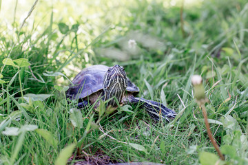 an image of a pet turtle on a white table