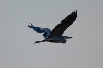 Close view of a great blue heron flying, seen in the wild in North California