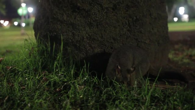 Australian Brushtail Possum Sniffing on Grass