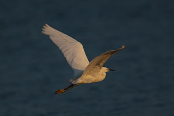 Fototapeta na wymiar Great egret flying in beautiful light a North California marsh 