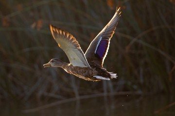 Obraz premium wild duck taking off in a North California marsh
