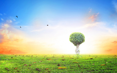  World environment day concept: Silhouette alone tree on beautiful meadow wallpaper background