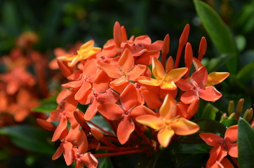 Ixora in Bloom