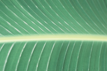 Tropical green leaf close-up, texture, abstract background. Toned