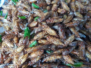 Top view of fried cicada for snack on sale in street food at Thailand