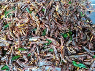 Top view of fried grasshoppers for snack on sale in street food at Thailand, the popular street food snack