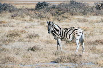 Obraz na płótnie Canvas zebras in Namibia