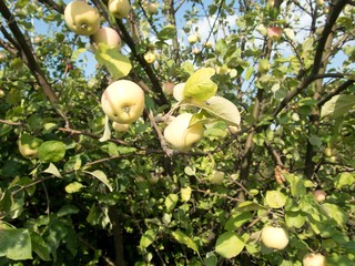 ripe gren apple on a tree