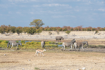 Fototapeta premium czarny nosorożec i zebry w Namibii