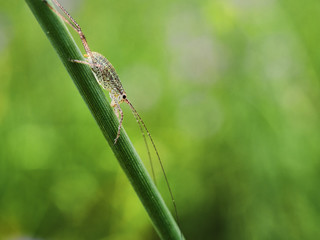 a little green grasshopper