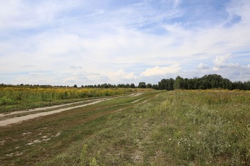 Fototapeta na wymiar Rural landscape in August. 
