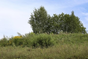 Obraz premium Rural landscape in August. 