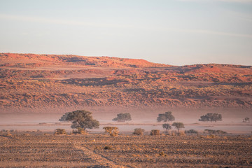 acacias and mountain in the Namib desert