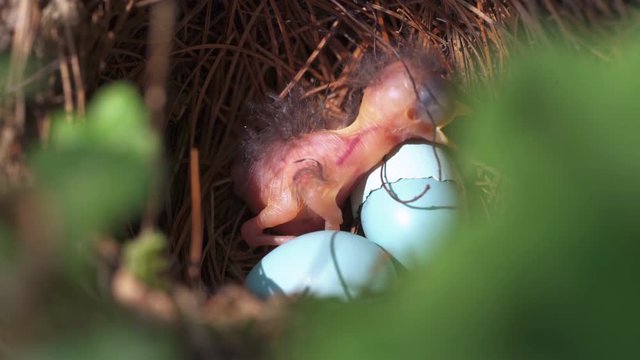 Newborn baby bird in its nest looking up and opening its beak waiting to be fed