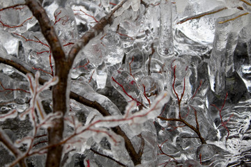 Ice on dogwood stems