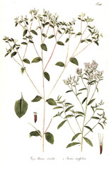 Illustration of plant