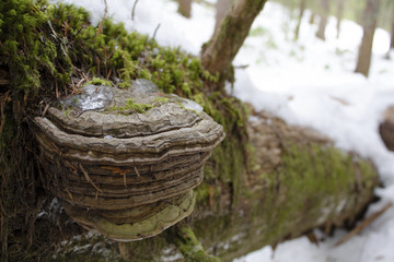 Conk on snowy log