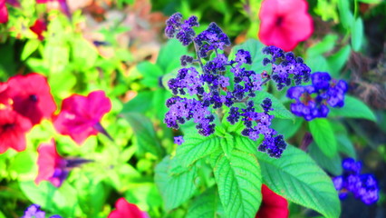 Another Day another Flower