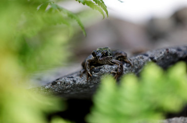 Common frog sitting on a stone behind fern leafs