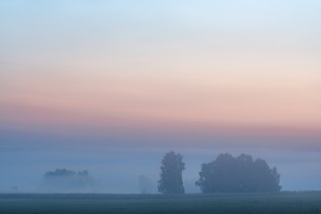 picturesque view of green trees growing in meadow at foggy sunset 

