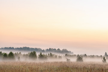 Fototapeta premium picturesque view of valley with trees at foggy sunrise 
