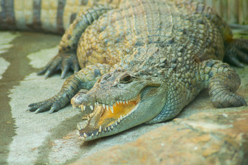Obraz premium Philppine Crocodile with mouth open