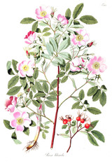Illustration of plant