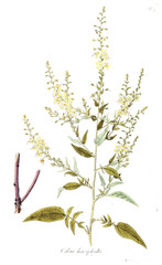 Illustration of plant