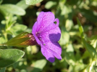 detail of a flower in blossom
