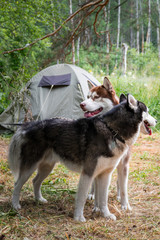 Two dogs on the background green tent in forest camp. Siberian huskies stand side by side and look in different directions. 