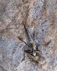 Robber Fly Eating