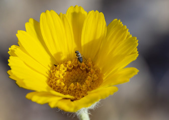 Little Blue Bee in Flower